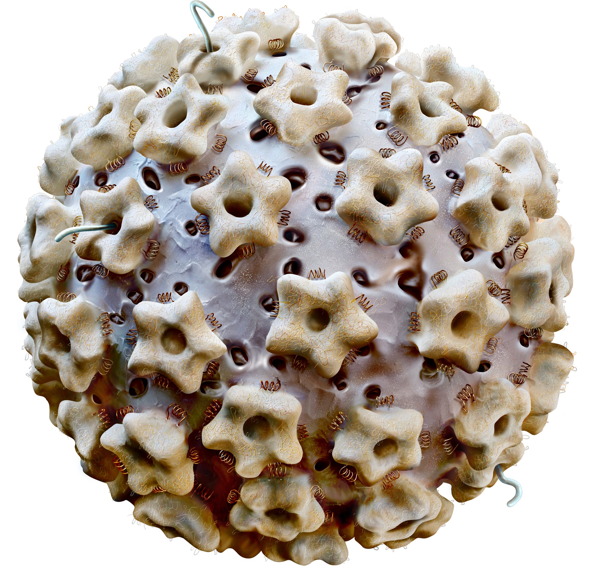 what causes hpv