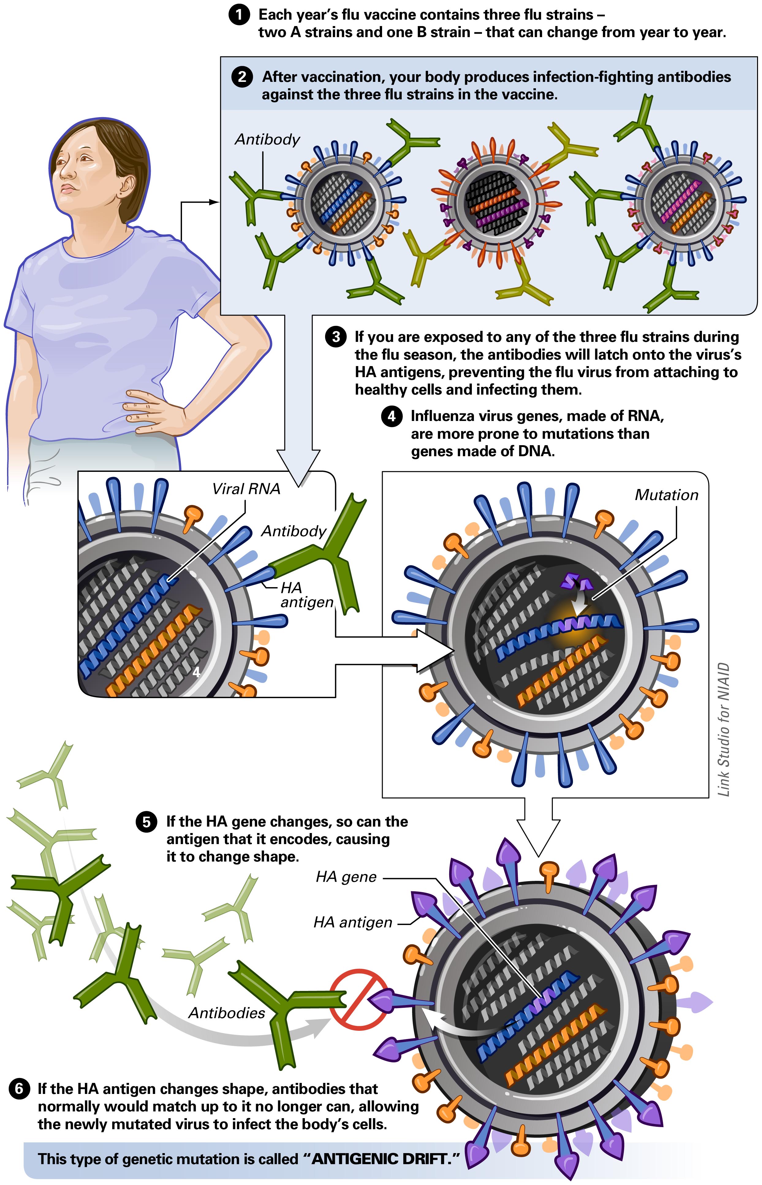 Illustration of antigenic drift in influenza virus Biology of Human