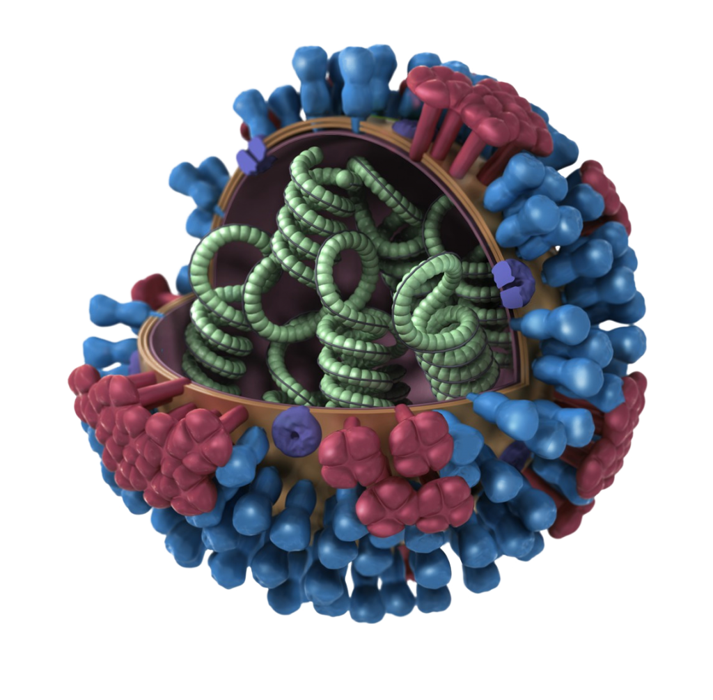 inside-viruses-biology-of-human-world-of-viruses